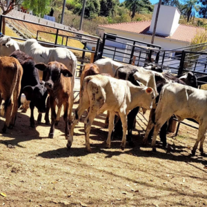 Leilão Beneficente do Recanto Pastorinho