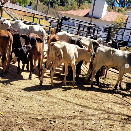 Captura de tela 2025-11-04 142231